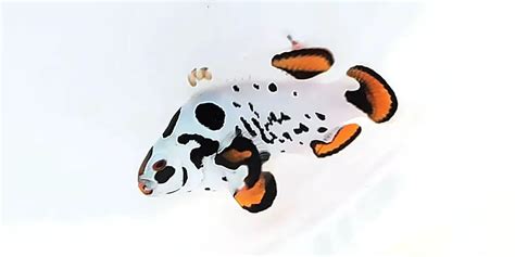 designer gucci clownfish|designer clownfish for sale.